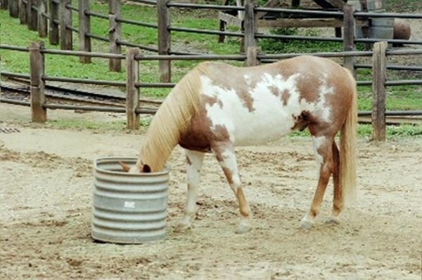 A horse feeds at the Ft. Worth Zoo.  (Photo by Alden Loveshade)