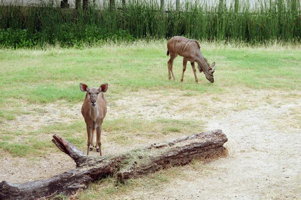 Greater Kudu, African antelope at Cameron Park Zoo in Waco, Texas (Alden Loveshade)